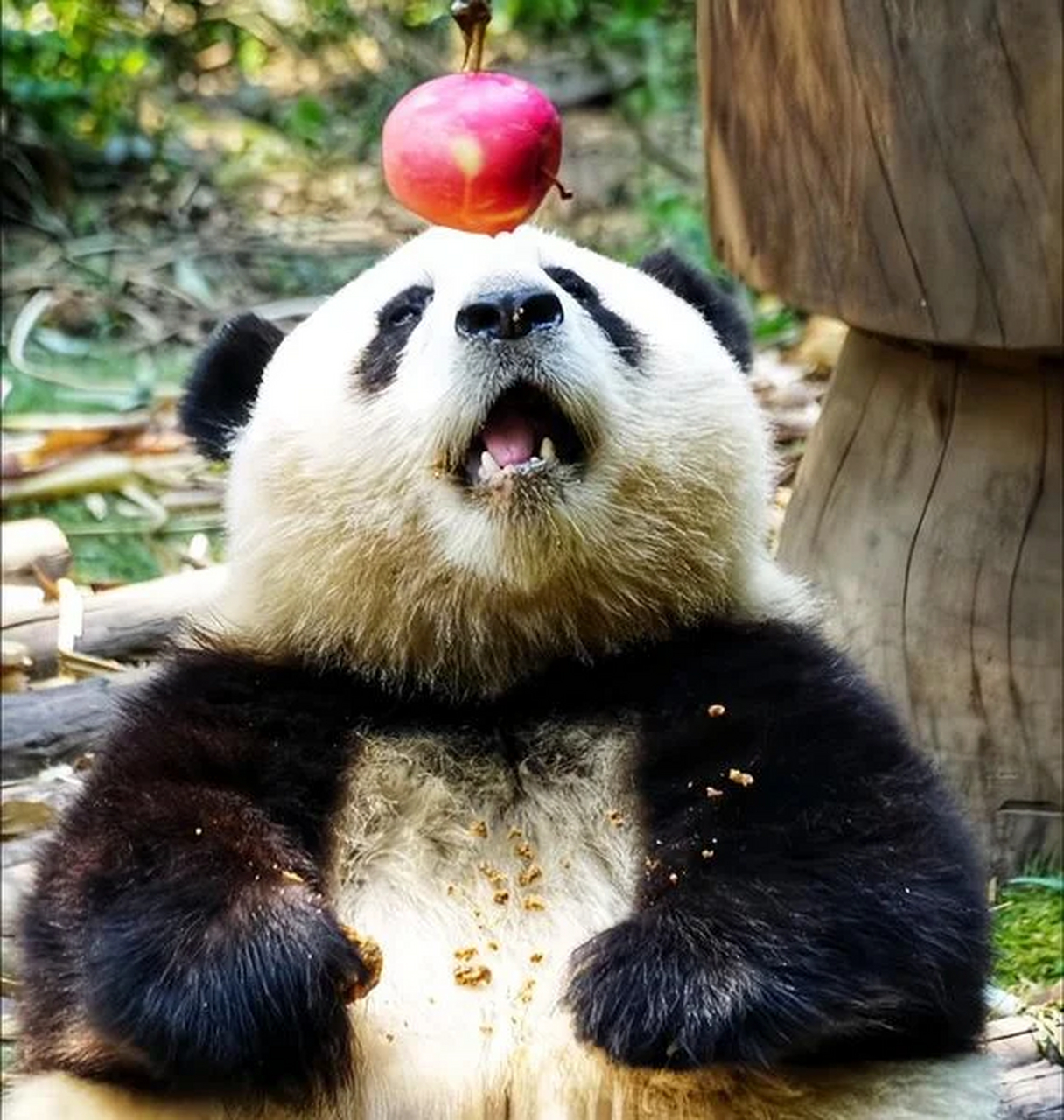 花花喵苹果版下载huluwa下载ios-第1张图片-太平洋在线下载